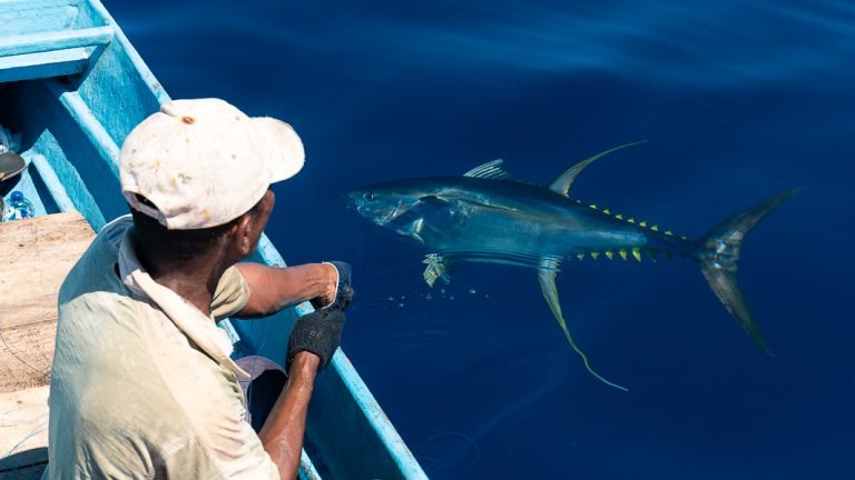 IPNLF-Kawa-Handline-yellowfin-boat-trip-108-e1699873828574-768x432